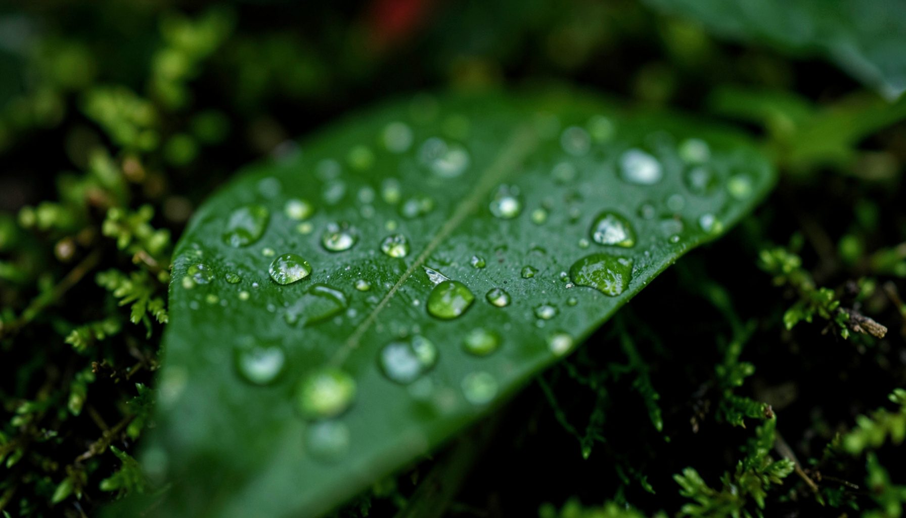 Close extremo de uma folha verde fresca com gotículas de água sobre a superfície, tons de verde profundo e musgo, atmosfera serena